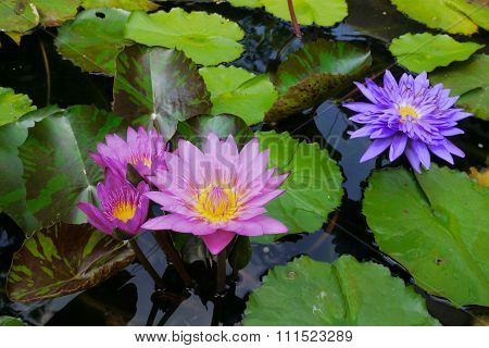 Pink lotus pollen yellow filaments solar ener