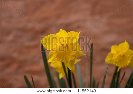 Daffodils in April with brown wall