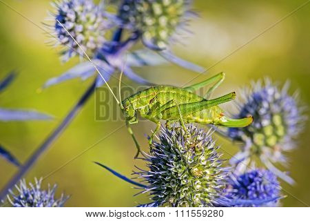 The green grasshopper