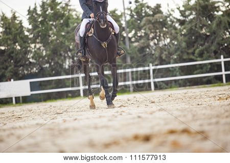 Starting The Race Before Overtaking The Obstacle At Horse Jumping Competition