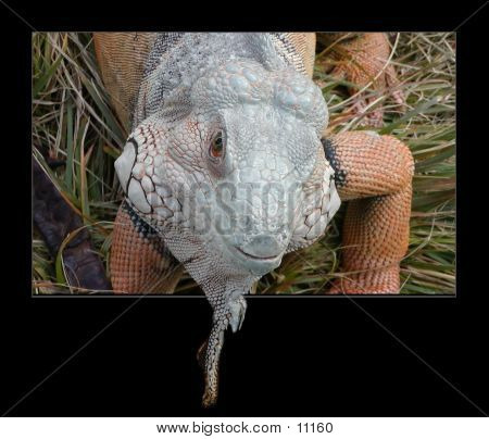 Reptil en su cara