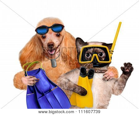 Dog with cat diver.