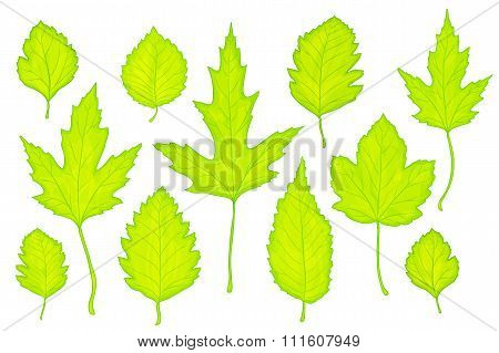 Green Leaves Vector
