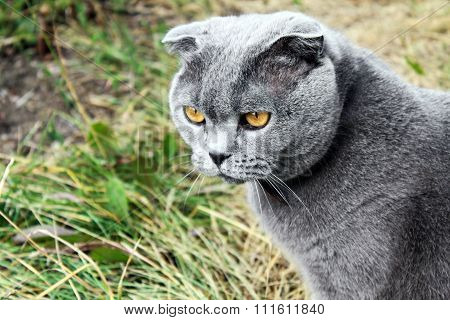 Serious Gray British Cat On A Background Of Grass