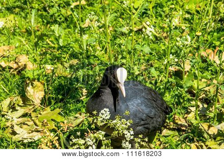Coot (fulica Atra)