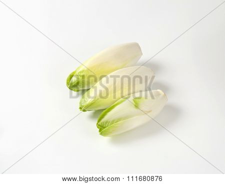 heads of fresh belgian endive on white background