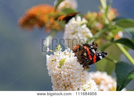 Butterfly bush, known as Buddleja davidii, in white (White Profusion flower) with Red Admiral butterfly (Vanessa atalanta rubria) on it.