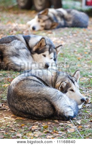 Alaskan Malamute uyku