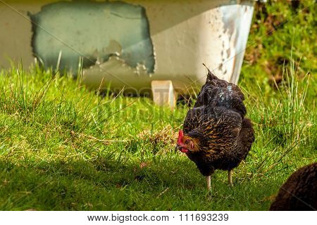 Highlander Black Hen