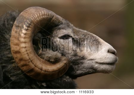 แกะ Gotland - Ram