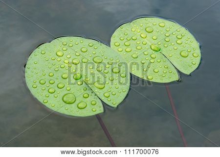 Drops Lotus Leaf
