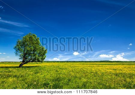 Spring summer background - blooming flowers green grass field meadow scenery lanscape under blue sky with single lonely tree