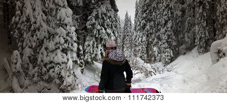 Winter forest