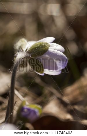 blue anemone