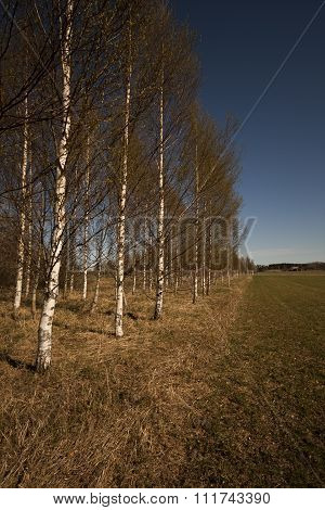 birches