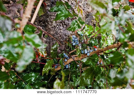 Bunch Of Wet  Berries Mahonija