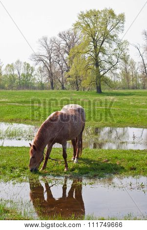 Chestnut horse