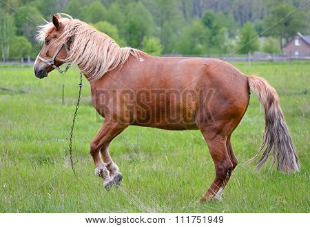 Playful chestnut horse