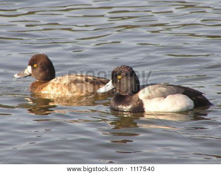 65Scauplpr