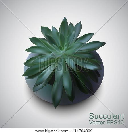 Vector Photo-realistic Succulent