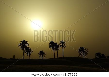 Palms