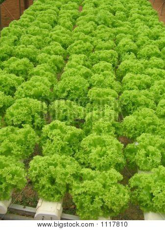 Sacco di insalata