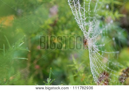 Spider On A Web With Dew Drops In The Early Morning