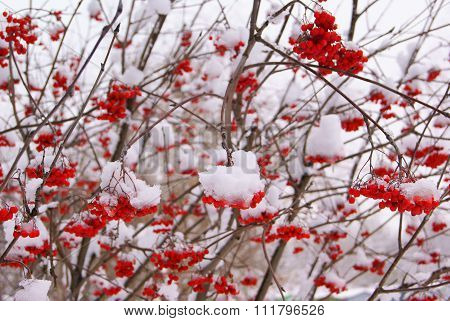 Rowan tree under snow