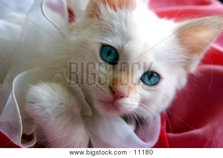 Purrfect