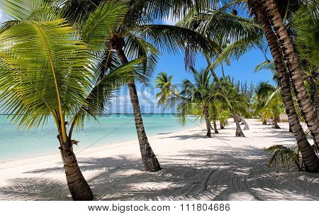 Beach with Palms at the Bahamas