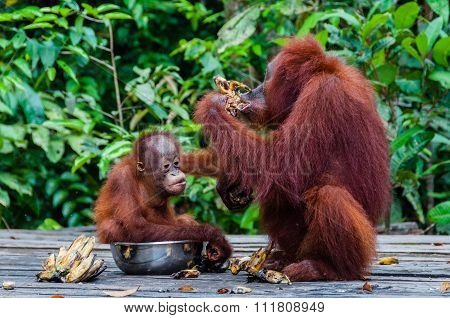 Baby Orang Utan sitting in a bowl with his mother, Indonesia