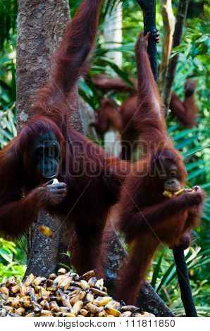 Three Orang Utan hanging on a tree in the jungle, Indonesia