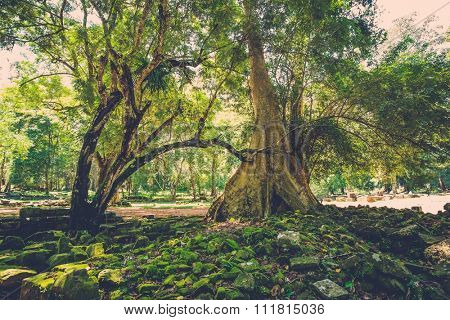 Old banyan tree roots in Angkor temple ruins, Siem Reap, Cambodia.