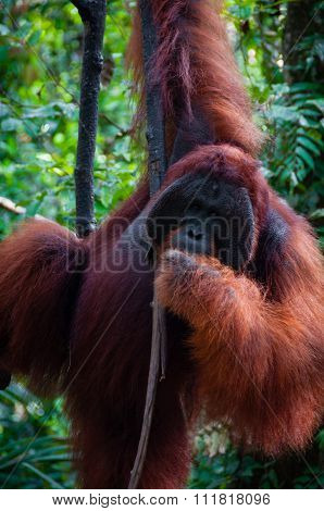 Alpha Male Orang Utan hanging on a tree in the jungle, Indonesia