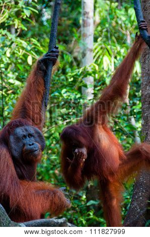 two Orang Utan hanging on a tree in the jungle, Indonesia