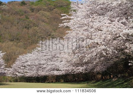 Row of cherry blossom trees in Izu Shizuoka Japan