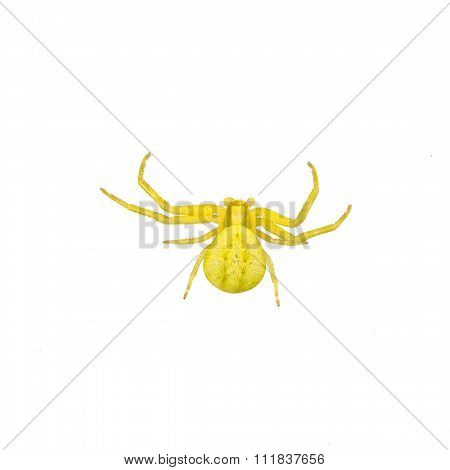 Green Spider On A White Background