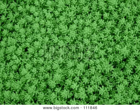 Grön växt bakgrund