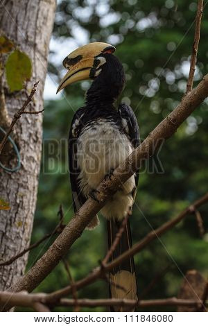 Portrait Of Oriental Pied Hornbill