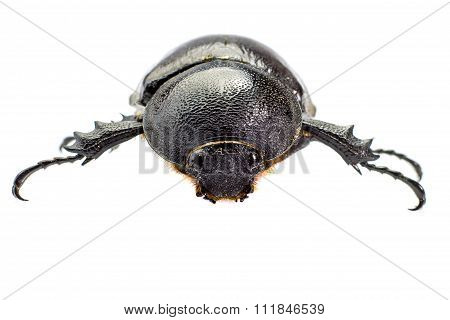 Beetle,rhinoceros Beetle, Rhino Beetle, Hercules Beetle, Unicorn Beetle