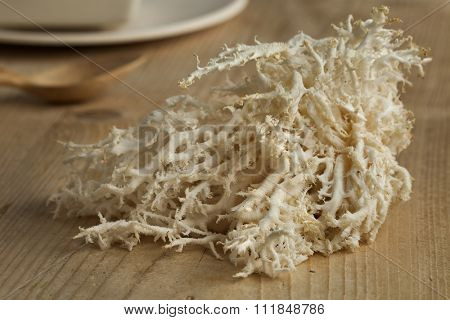 Fresh white edible coral fungus  