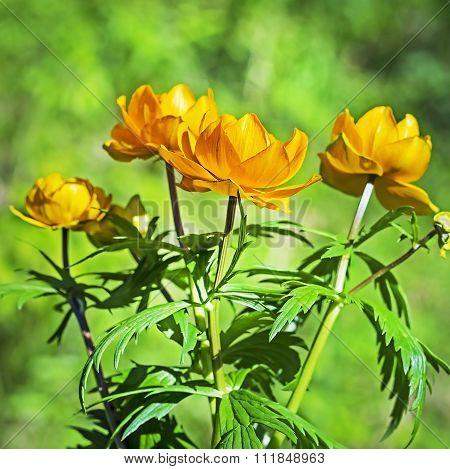 Trollius asiaticus