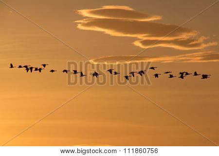 Flock of Canada Geese heading south, migrating in the glow of the winter sun, with clouds