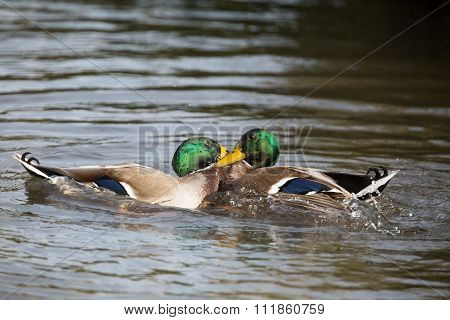 Two mallard ducks fighting, unedited image.
