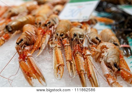 Fresh Nephrops On Sale At Market