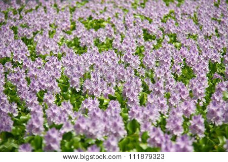 Hyacinth