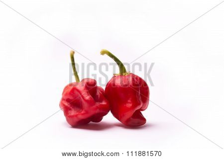 Chili Pepper Trinidad Moruga Scorpion