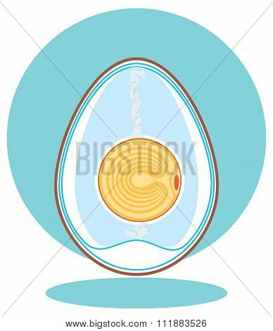 Vector chicken embryo. egg.