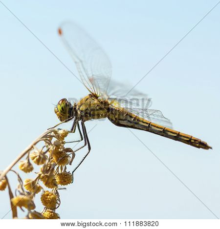 Sympetrum flaveolum