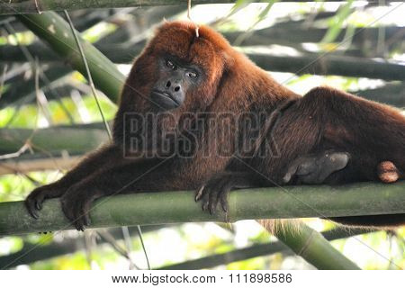 Monkey - Alouatta Caraya